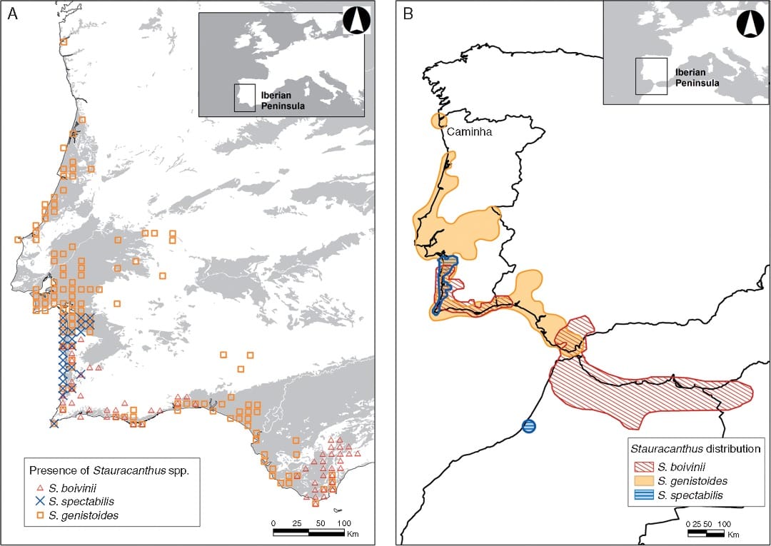 Environmental niche divergence among dune shrub sister species