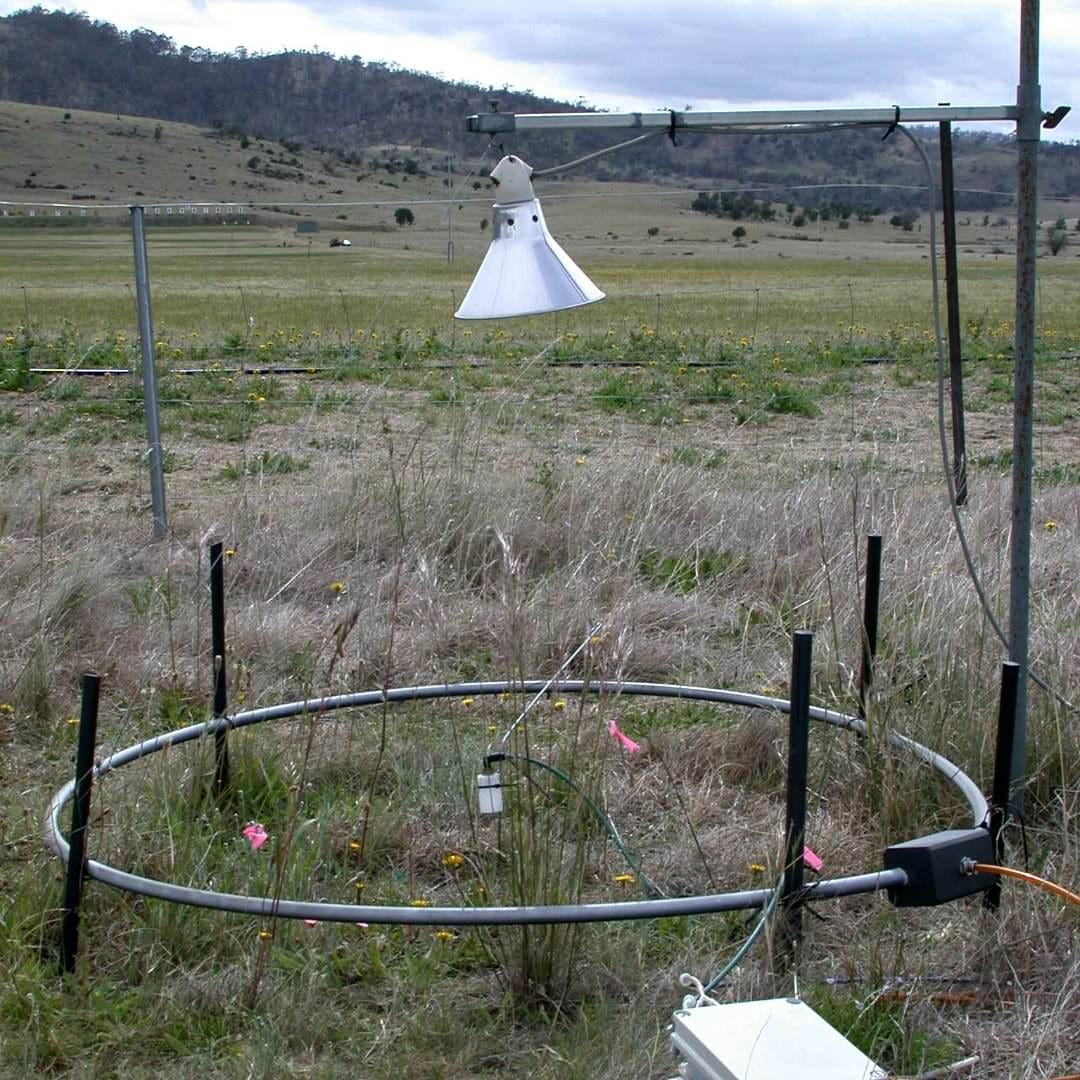 Mitigating effects of well-timed rainfall on plant mortality