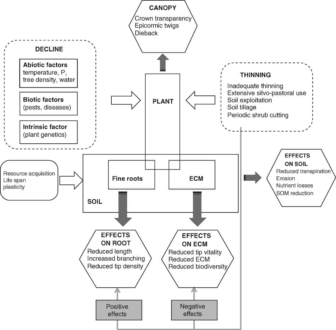 Fine root and ectomycorrhizal colonisation dynamics in a declining oak forest