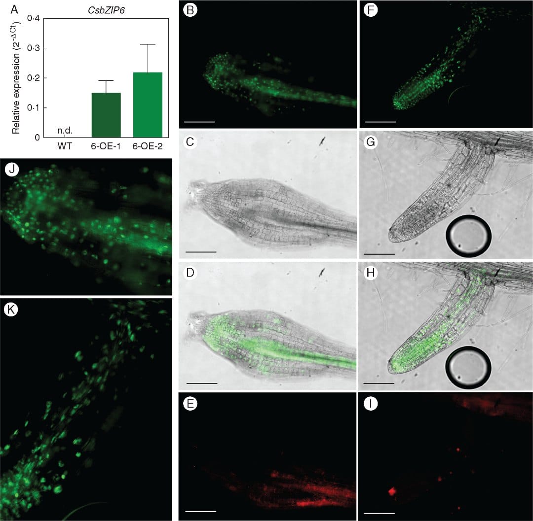 CsbZIP6 is a negative regulator of cold response in transgenic arabidopsis