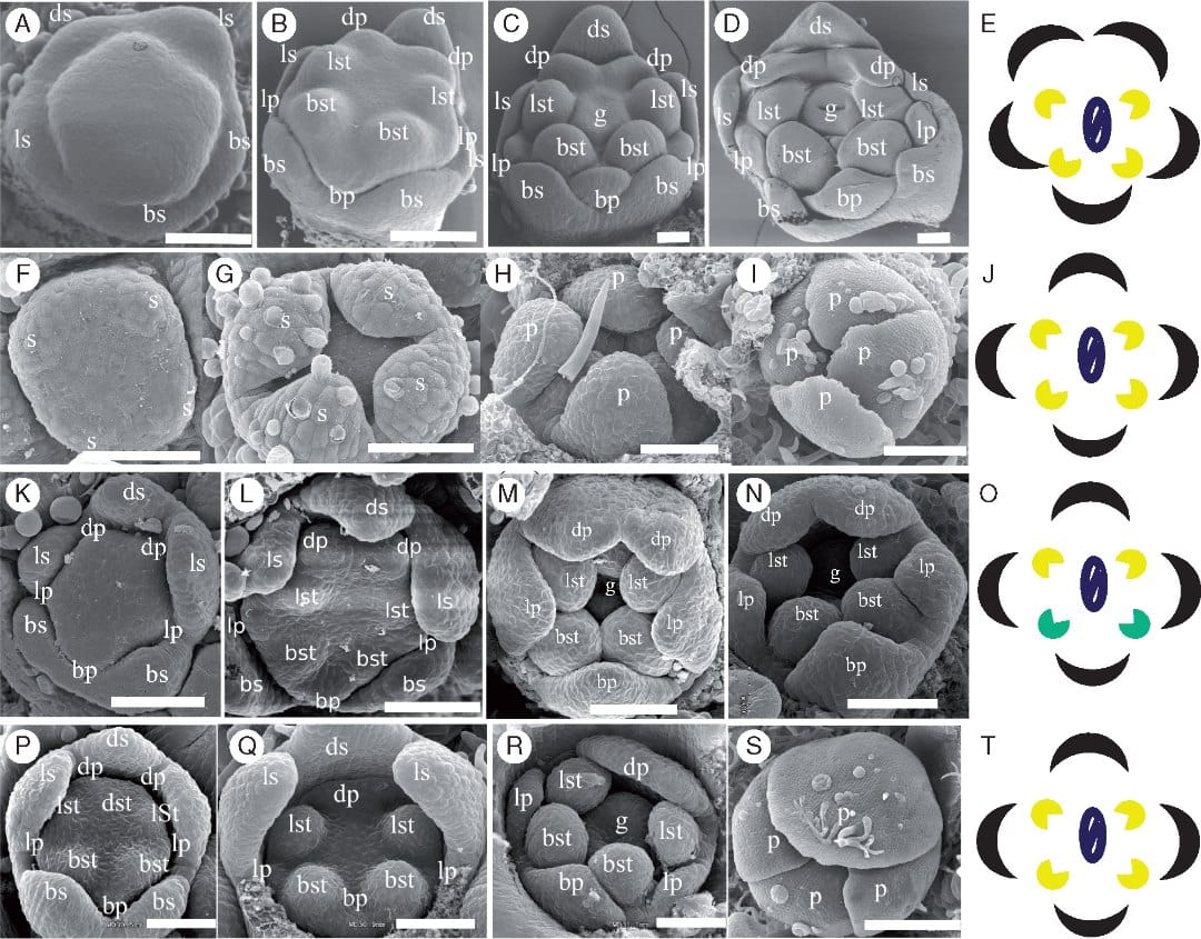 Symmetry genes and shifts in corolla bilateral symmetry