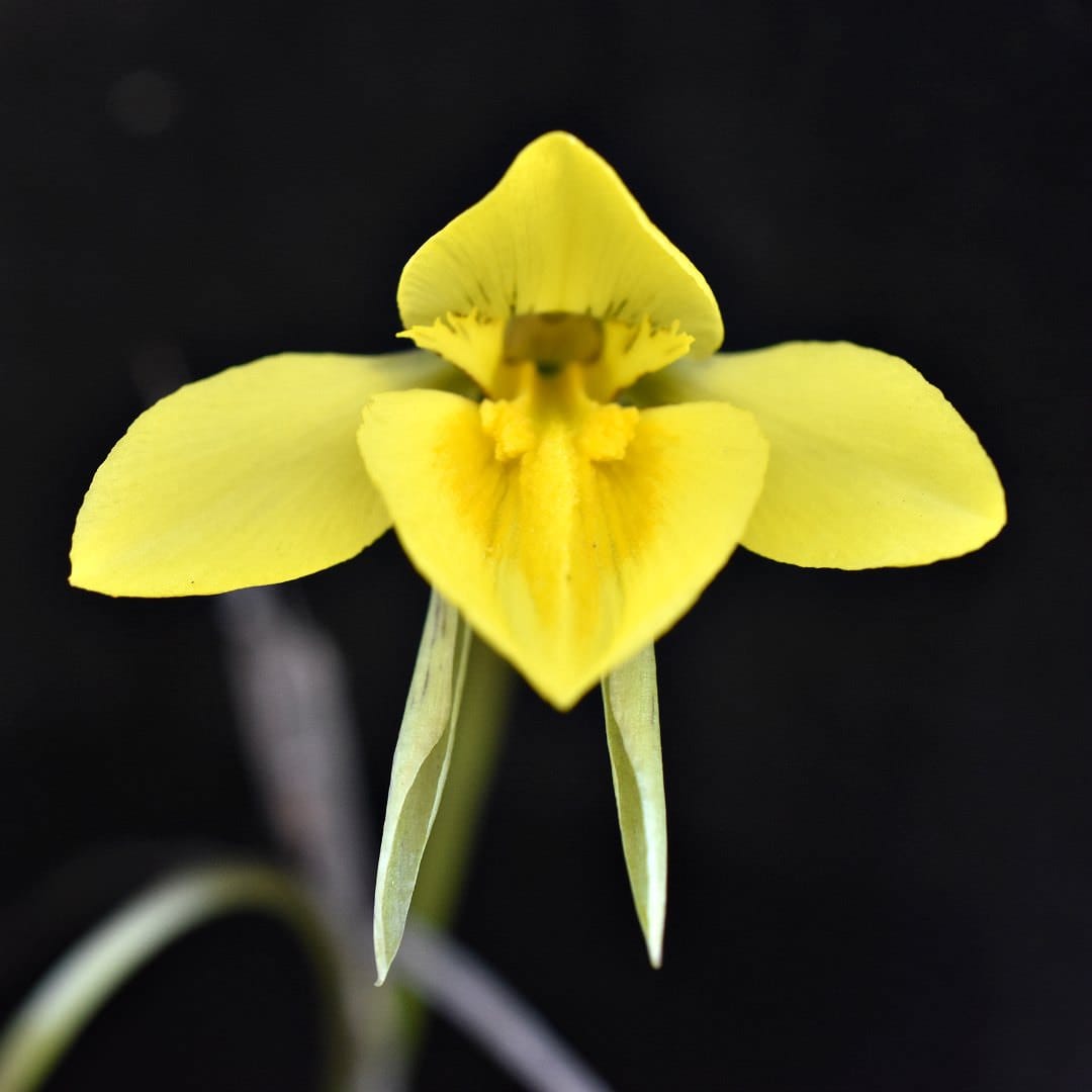 Diuris population genomics