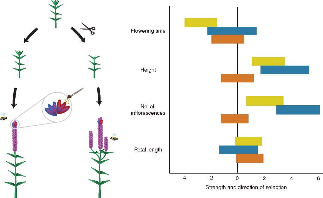 The role of herbivory in the selection of floral traits