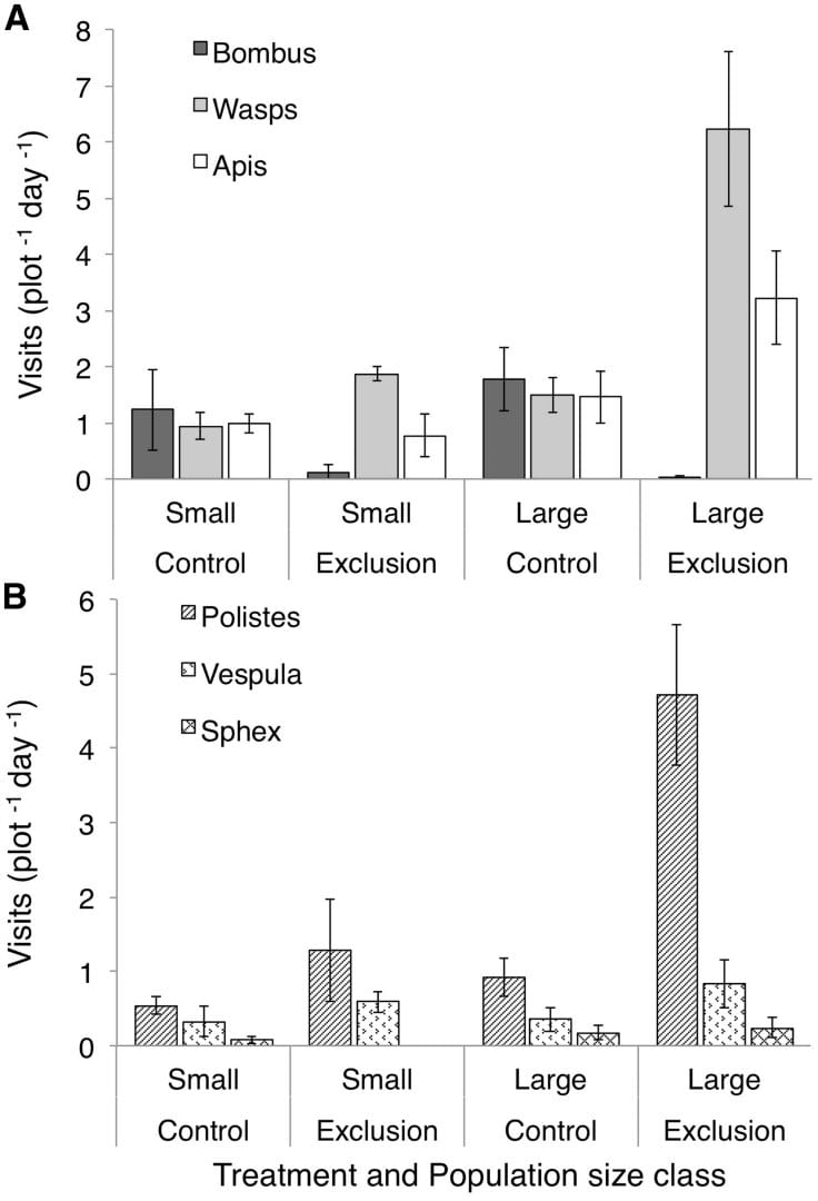 Rate of pollinator visitation to Asclepias verticillata flowers in control and bumble bee exclusion plots, and in either small or large populations of A. verticillata