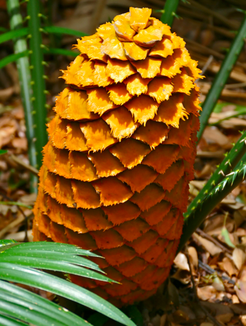 Sex-specific functional traits in cycads