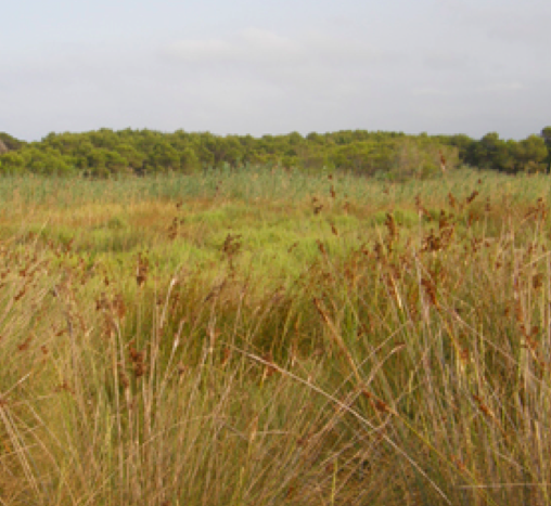 Antioxidant responses under salinity and drought in three wild monocots