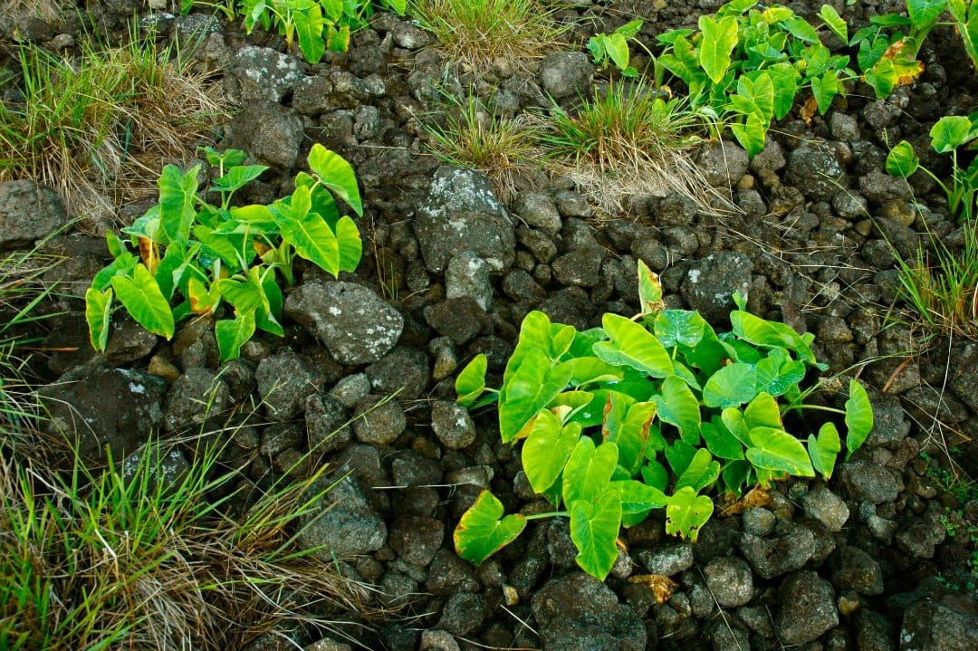 How a misunderstanding over diet created an ecocide