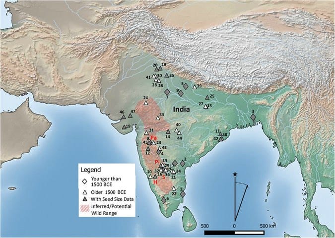 Illuminating work on bean domestication