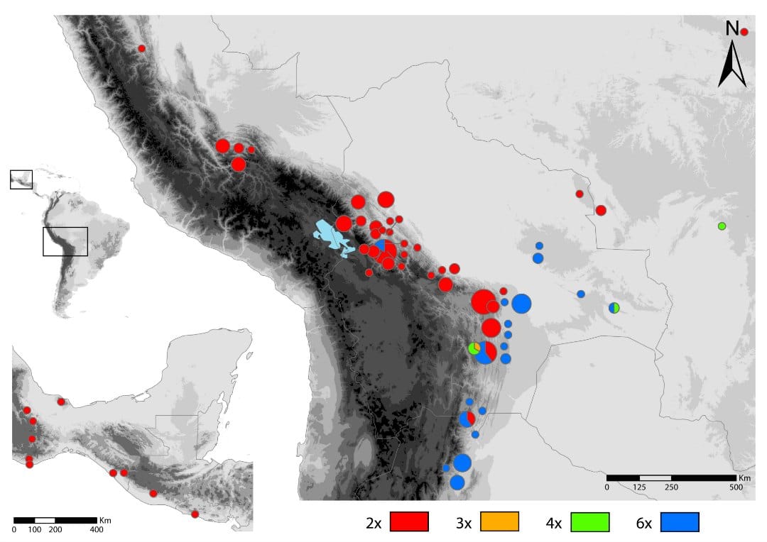 Ecological range shift and polyploidy in Fosterella