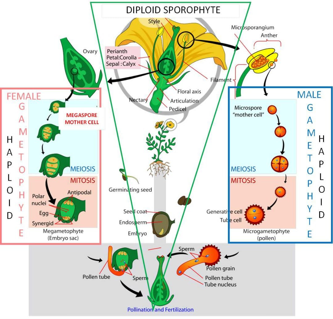 Life cycle of an angiosperm