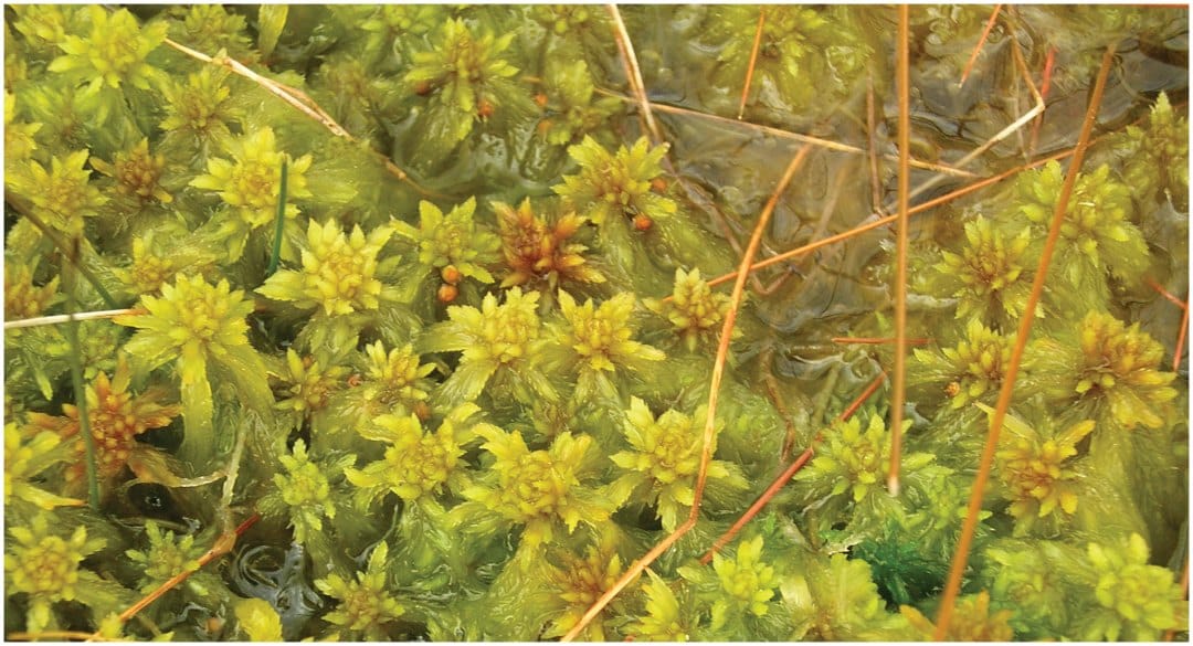 Single peat moss individuals include most of the allelic diversity in Sphagnum