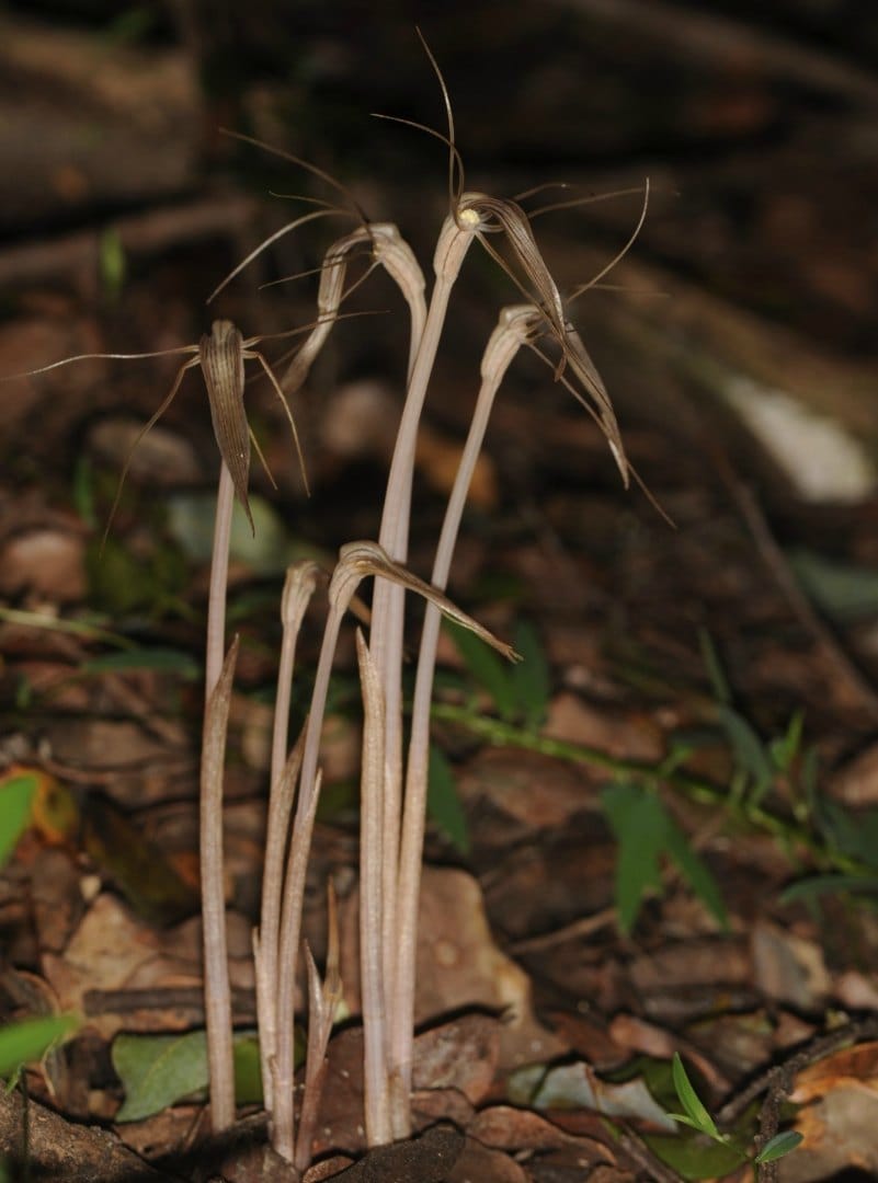 Genetic diversity and evolution of arbuscular mycorrhizal fungi in Arachnitis uniflora