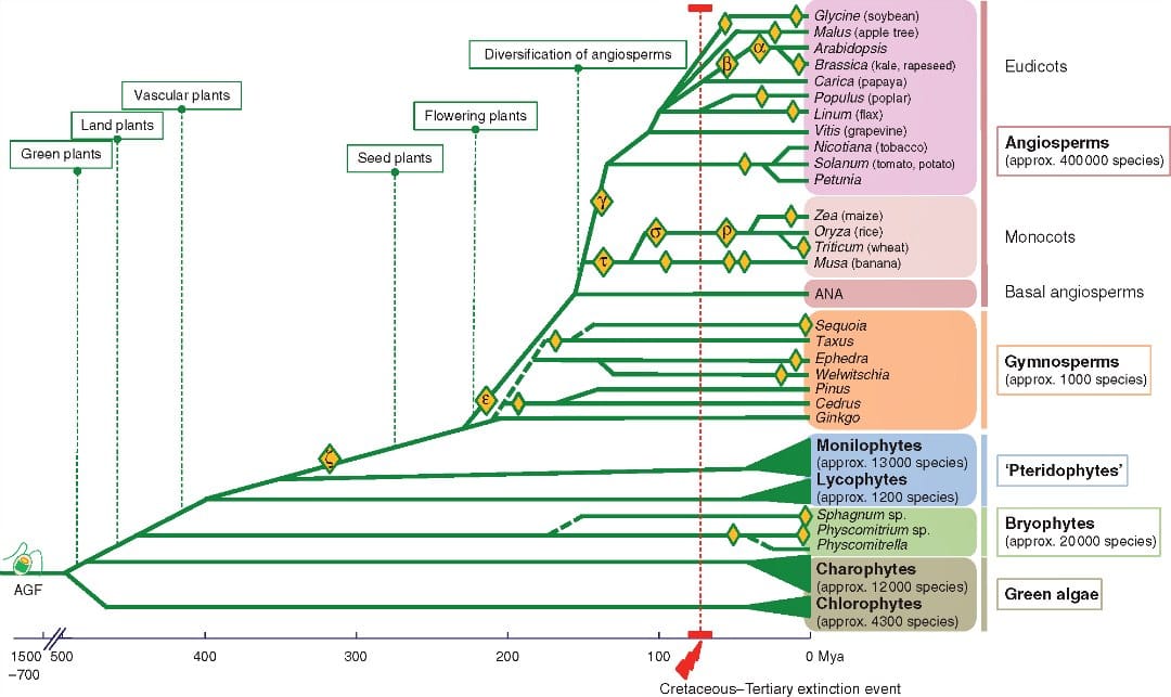 Polyploidy and interspecific hybridization shape adaptation, speciation and evolution