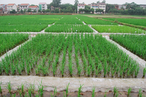 Different types of rice tiller responses to nitrogen