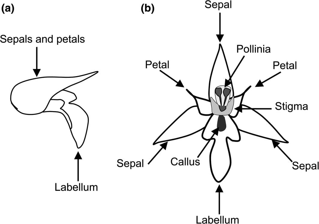 Drawing of a whole, with petals, sepals, and hypochile (the proximal part of the lip) forming a hood (a) and partitioned (b) flower of a Serapias species