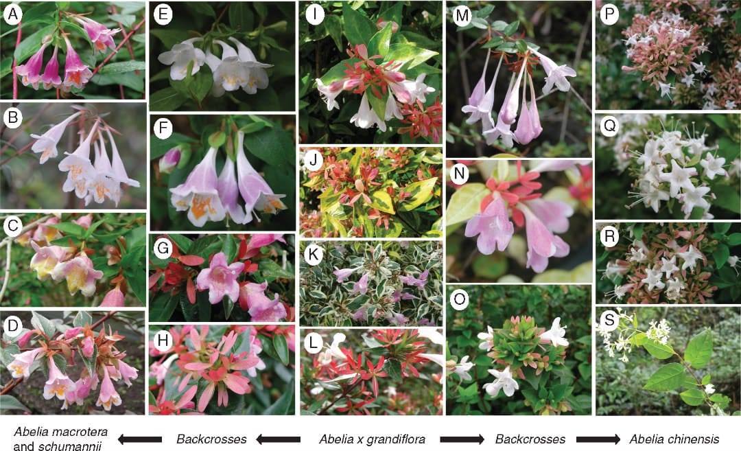 Abelia hybridization and introgression