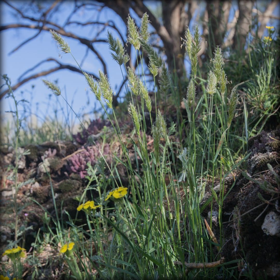 The Mediterranean cradle of Anthoxanthum diploid diversity