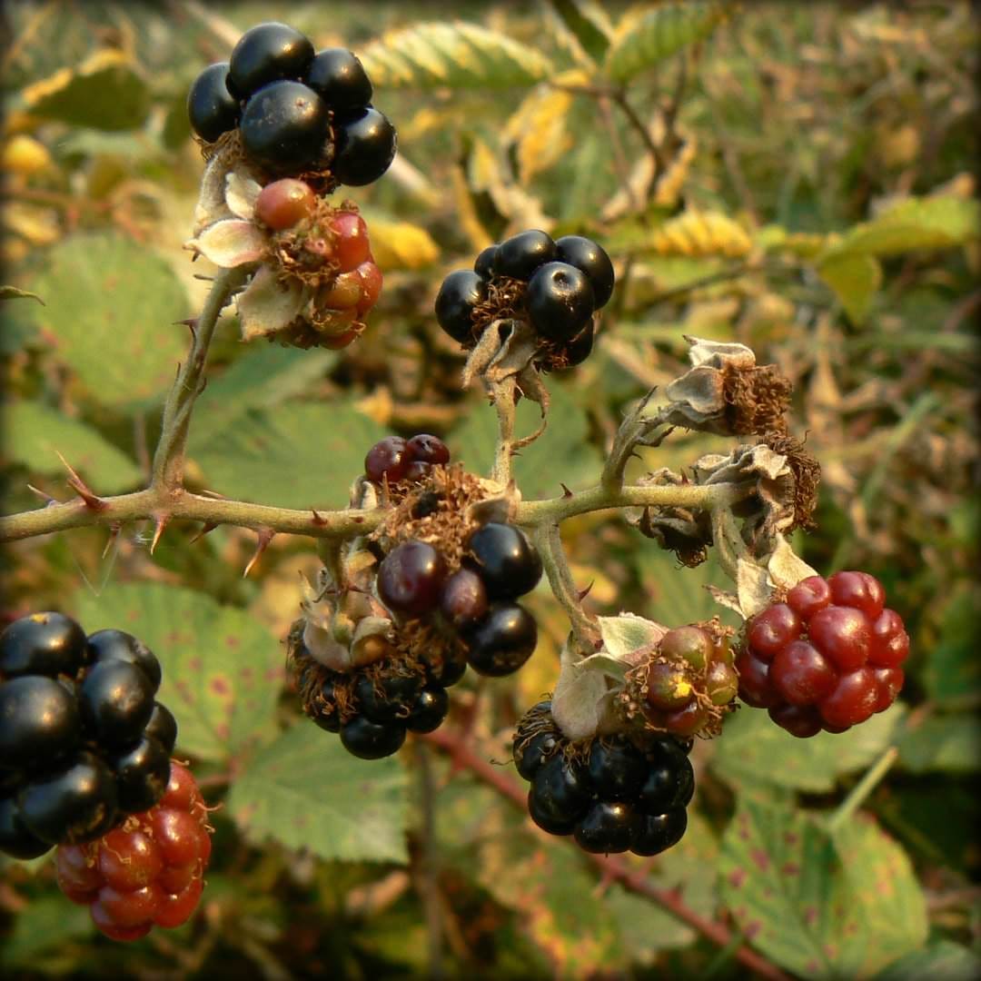 Rubus subgenus Rubus