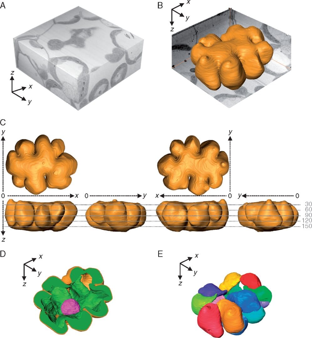 The intricate intracellular structure of a rice mesophyll cell
