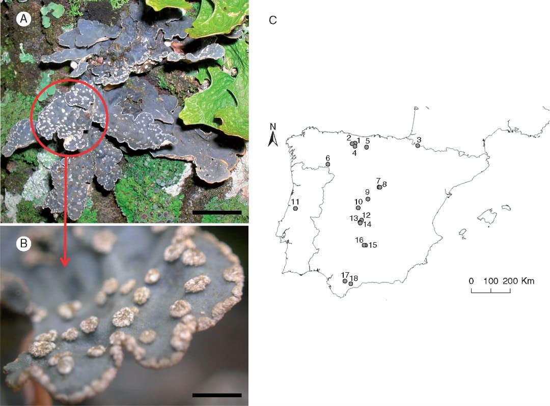 Reproductive strategy of a lichenized fungus shifts along a climatic gradient