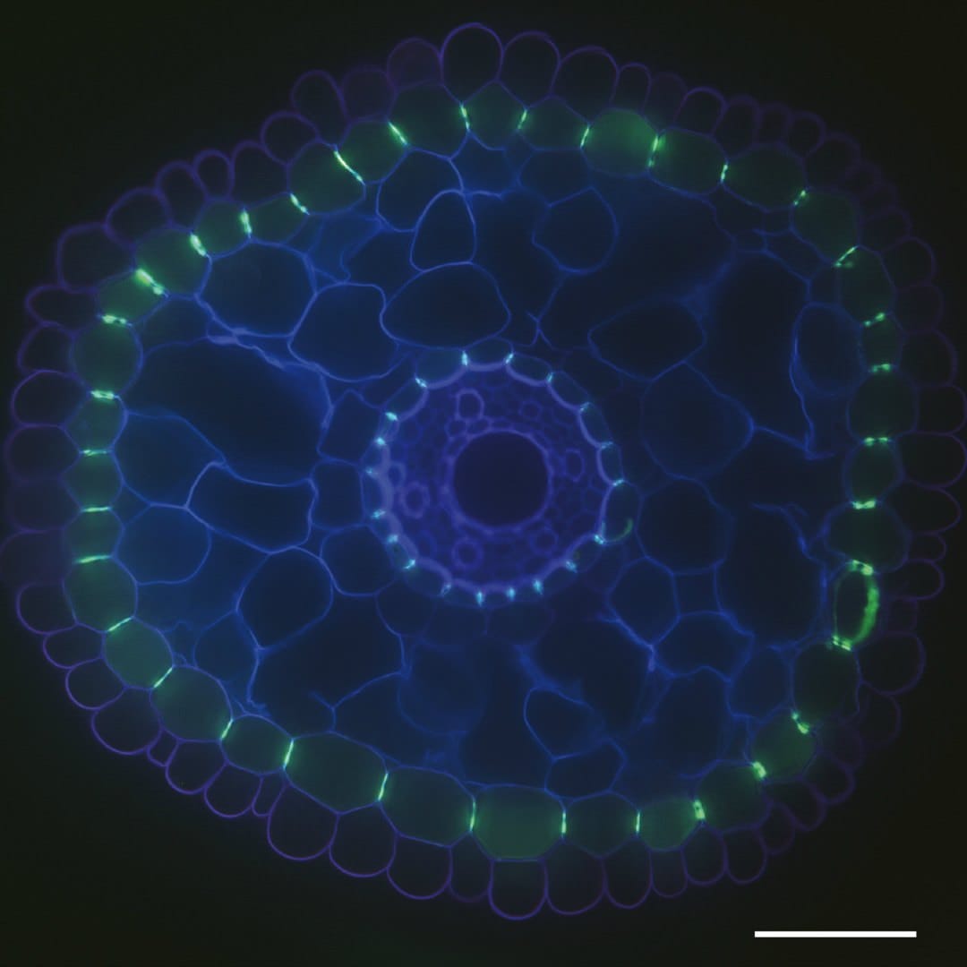 Apoplastic barriers in maize lateral roots