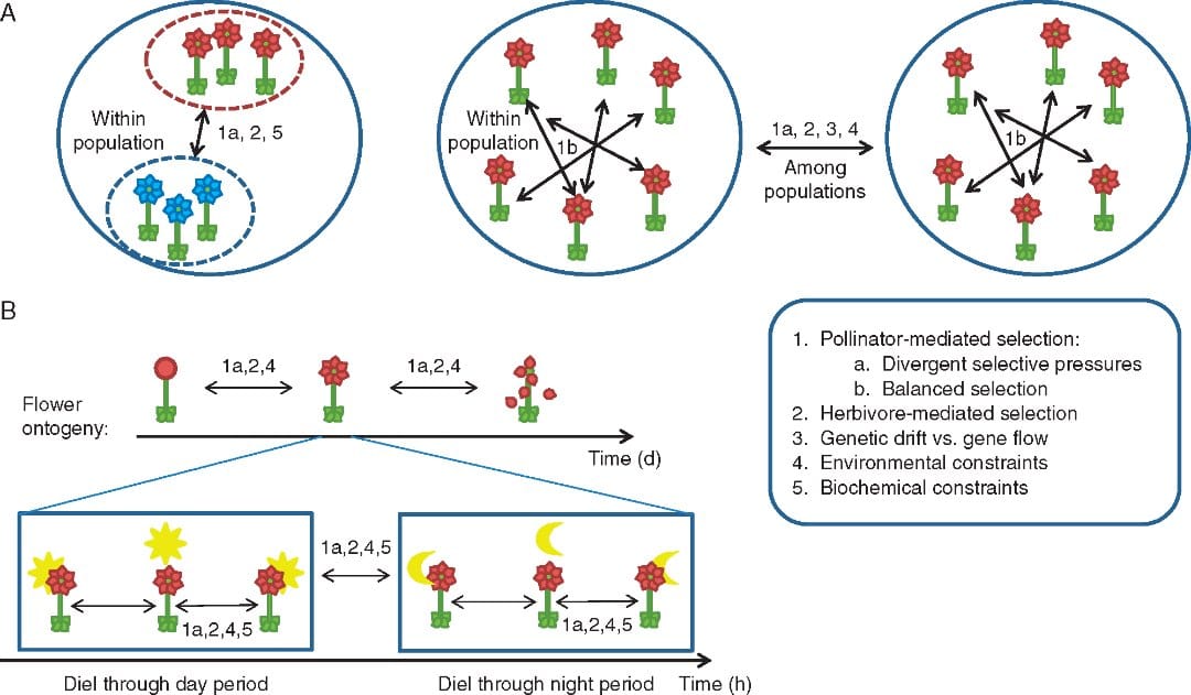 Intraspecific floral scent variation in the context of evolutionary ecology