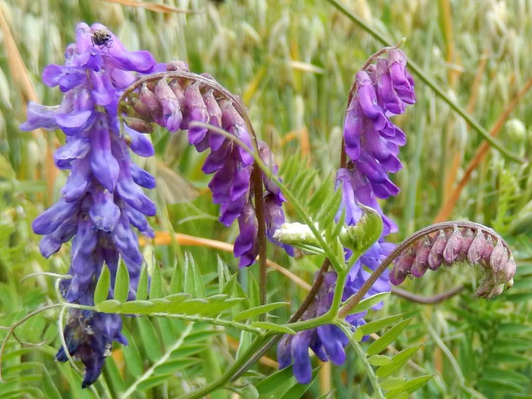 Colchicine application and reproductive fitness in Fabaceae