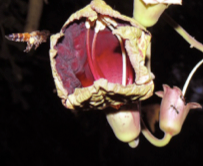 Stigmatic limitations on reproductive success in a paleotropical tree