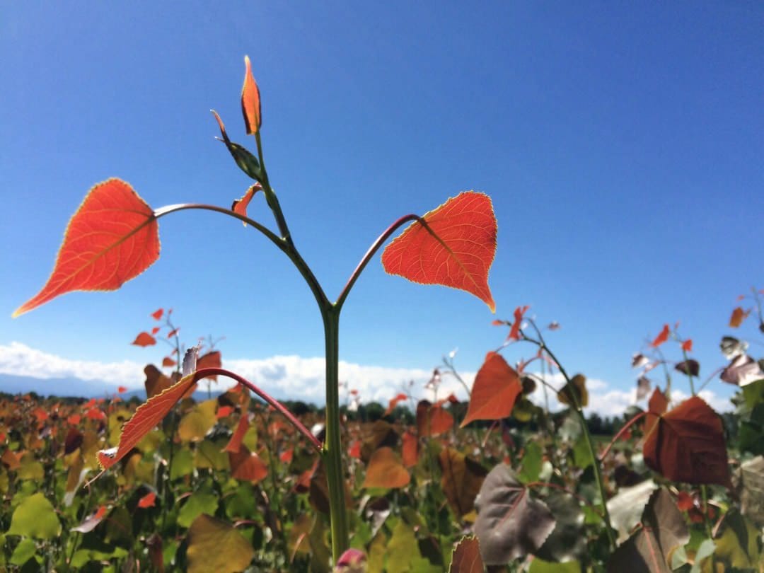Call for papers: Developing sustainable bioenergy crops for future climates