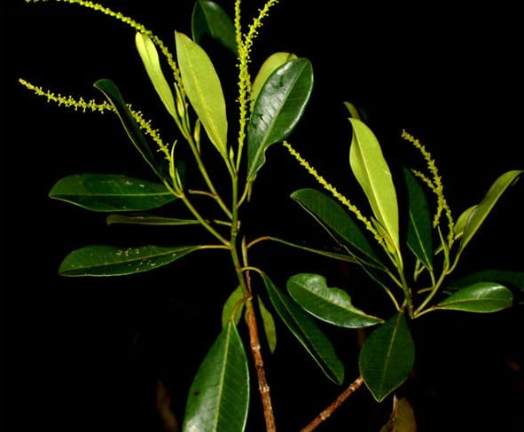 Incadendron esseri branch.