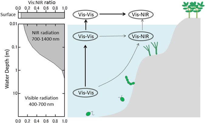 Lighting conditions on a hypothetical habitable planet around an M-dwarf and the evolution of photosynthesis.