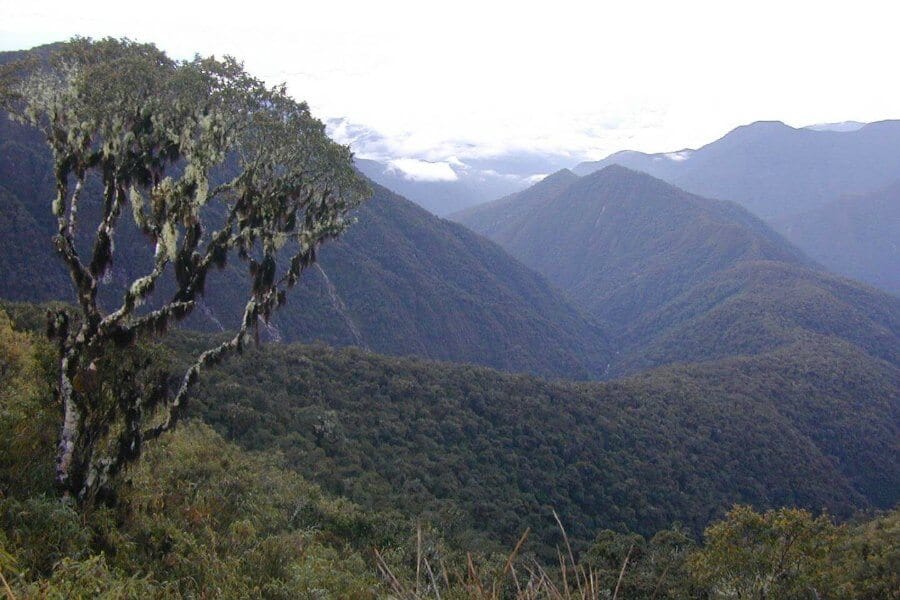 New canopy tree genus Incadendron esseri shown in this altitudinal transect of Manu National Park in Peru.