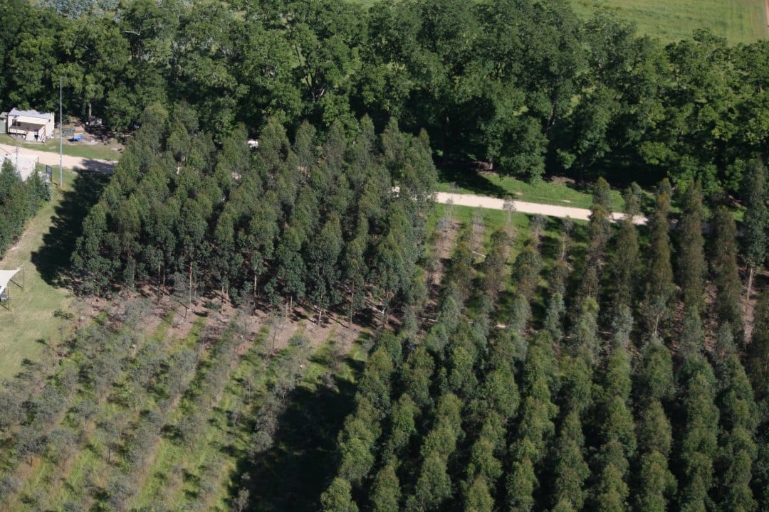 Climate affects hydraulic and stomatal traits