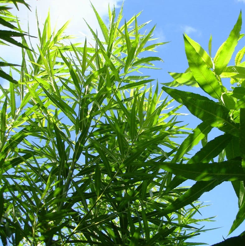 Genetics of phenotypic plasticity and biomass traits in hybrid willows