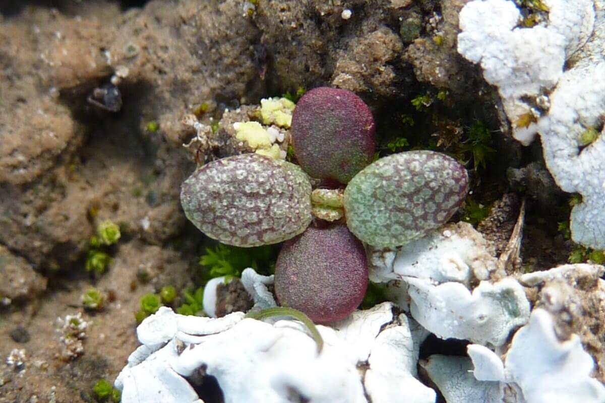 Reciprocal sowing experiment shows local adaptation and phenotypic plasticity