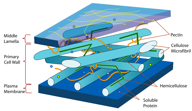 Too much tubulin flips cell wall flexibility