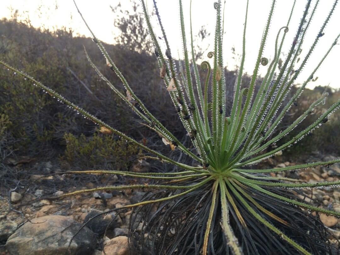 The Portuguese Sundew and Prey.