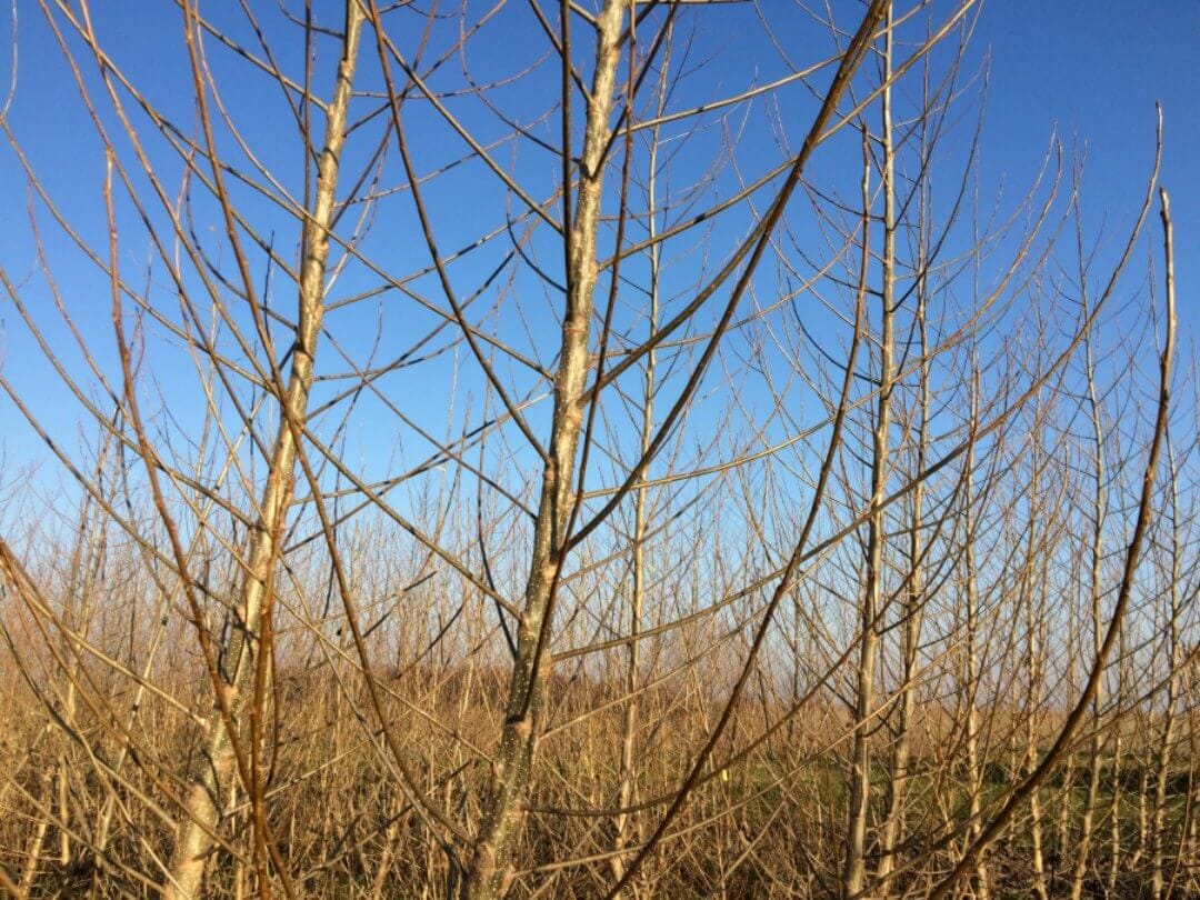 Climate Change, land availability and biomass potential at Bioenergy Genomics 2017