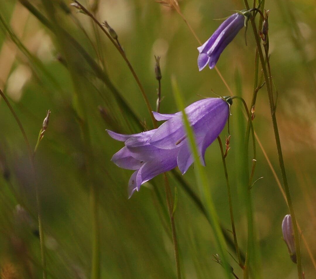 Does the seed bank contribute to the build-up of a genetic extinction debt for grassland populations of Campanula rotundifolia?