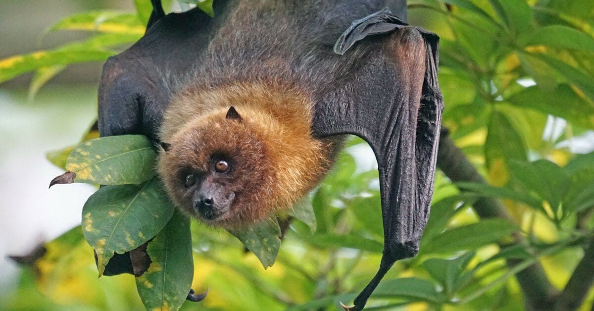 Persecuted fruit bat may be key to Durian’s survival in Asia