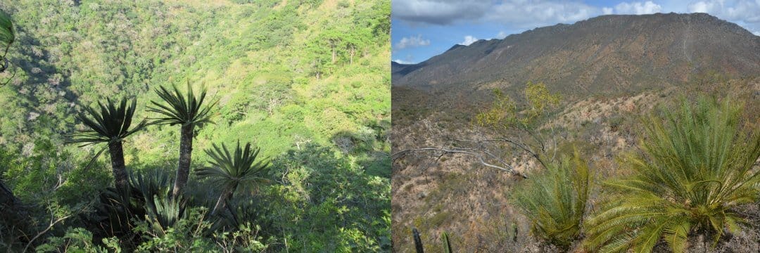 Aridification as driver of plant evolution