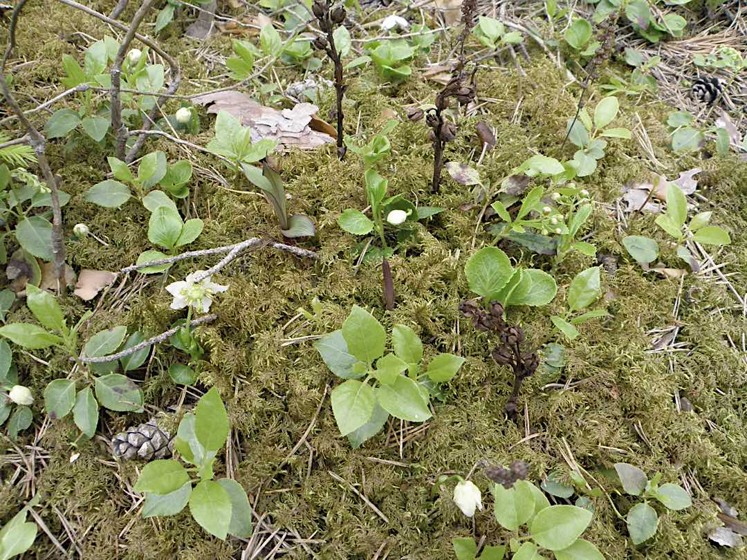 Mixotrophy in boreal pyroloids does not vary with tissue age or light level