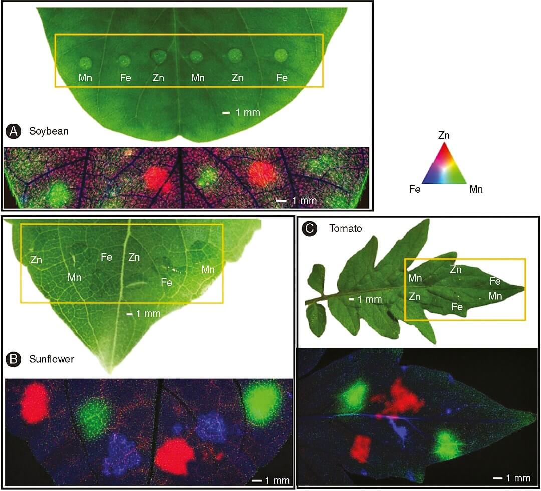 Zn, Mn, and Fe distribution (after 6h of foliar application) in control leaf of soybean (A) and tomato (C), and 1 mM methyl jasmonate (MeJA)-treated leaf of sunflower (B).