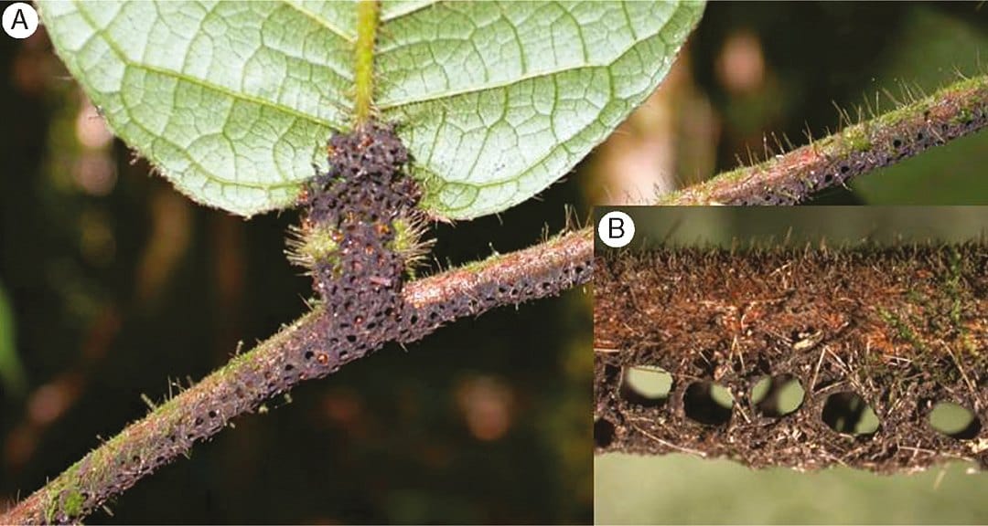 Exploring fungus-plant N transfer in a tripartite ant–plant–fungi mutualism