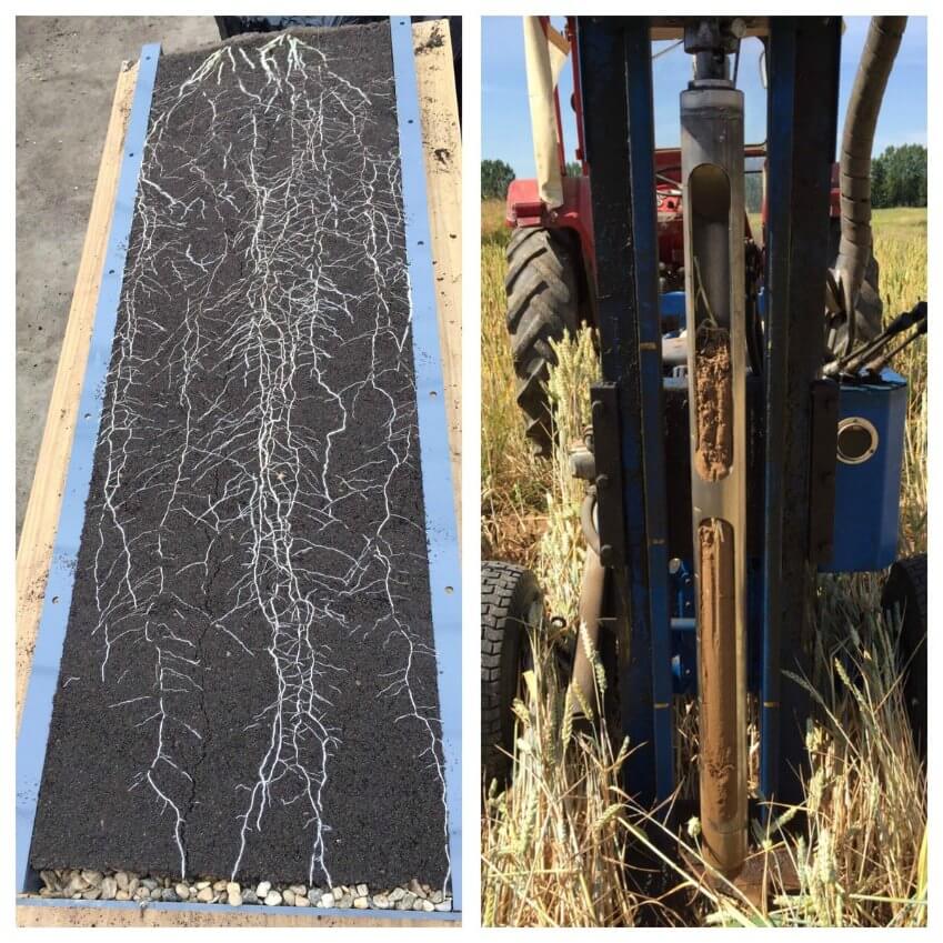 Deep rooting in a wheat doubled haploid population with wild emmer introgression