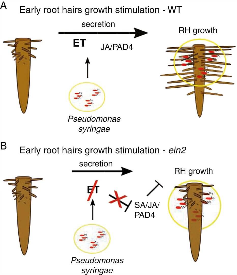 Early Arabidopsis root hair growth stimulation by pathogenic strains of Pseudomonas syringae