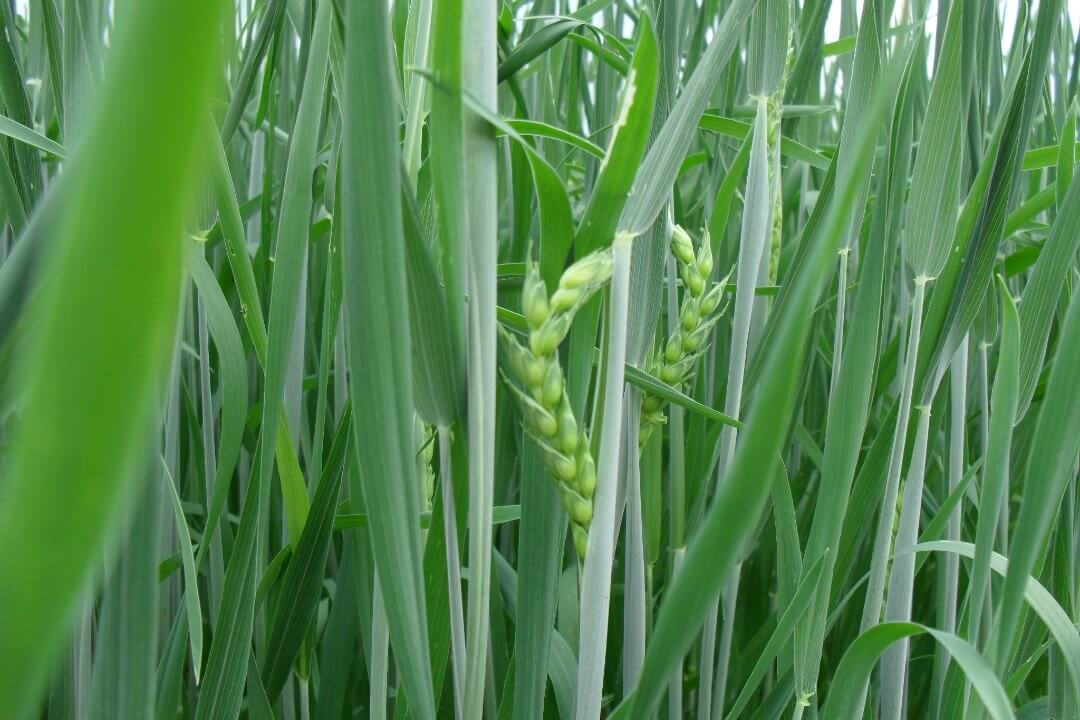 Temperature variability and wheat quality