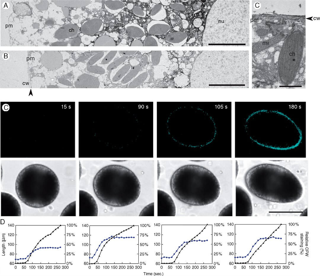 Egg activation and actin-myosin dependent elongation of the Dictyota zygote