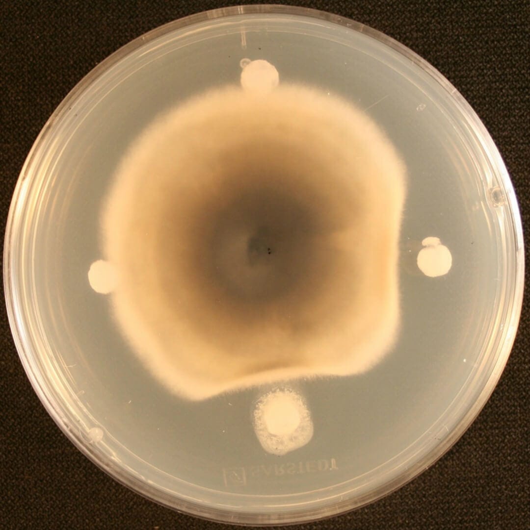 Suppression of Brassica fungal pathogens by Bacillus amyloliquefaciens