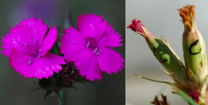 Plant biotic interactions and fitness in habitat edges